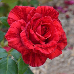 Роза чайно-гибридная Ред Интуишн 4л